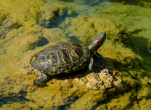 Red-eared slider lifespan in wild vs captivity