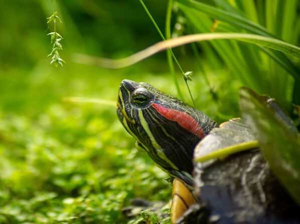 Red-eared sliders Females nest on land