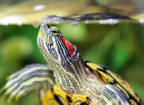 Red-eared sliders are deaf