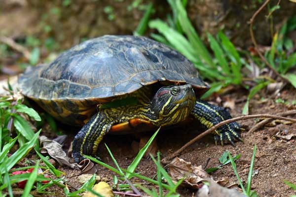 Red-eared sliders are incredibly popular pet turtles