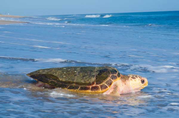 Sea Turtles in Canaveral National Seashore