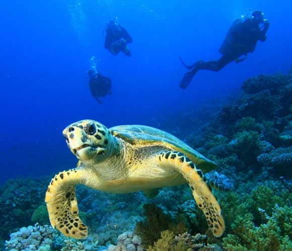 Sea Turtles in Dry Tortugas National Park