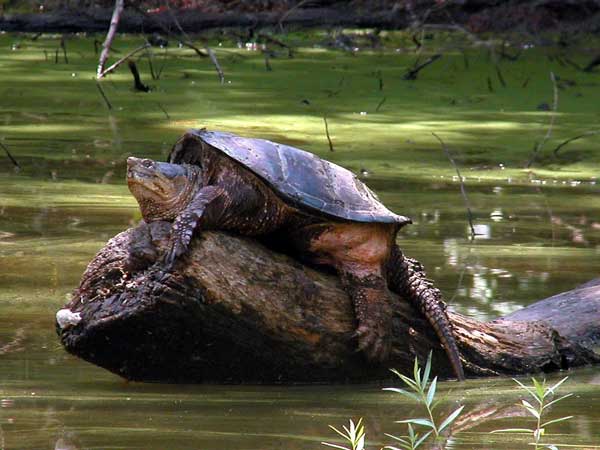 Should I Remove A Snapping Turtle From My Pond