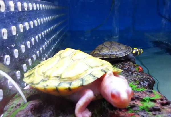 Should you see a vet when your turtle skin turns pink