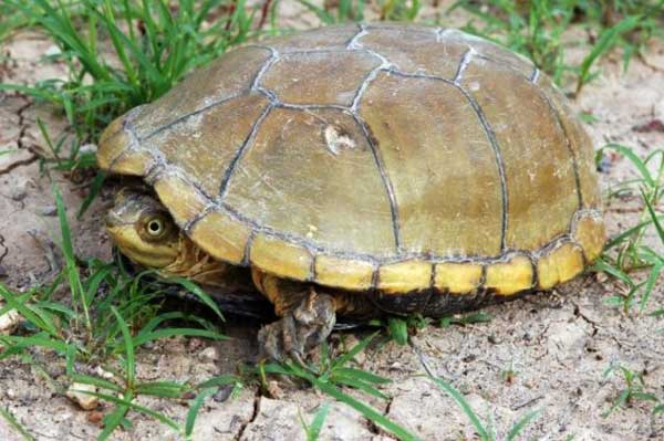 Take Care Of A Yellow Mud Turtle