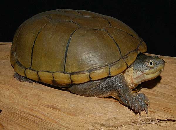 Taking Care Of A Yellow Mud Turtle