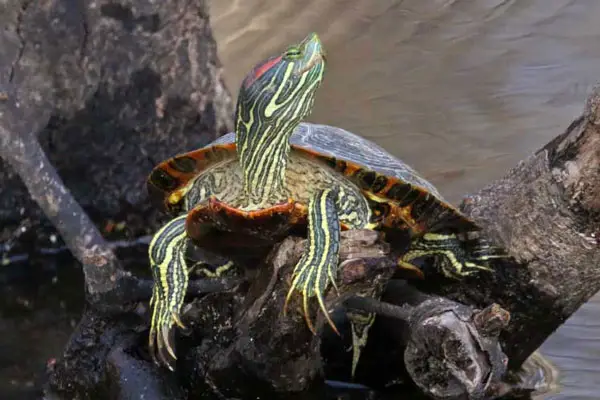 Trim Male Red-Eared Slider Nails