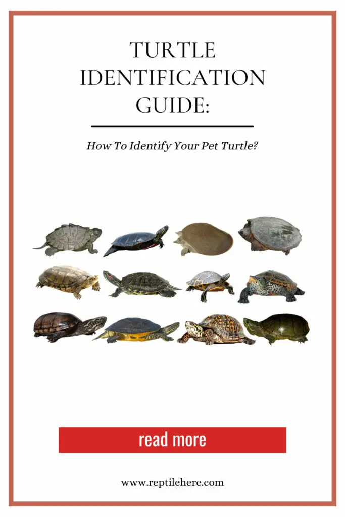 Turtle Identification Guide