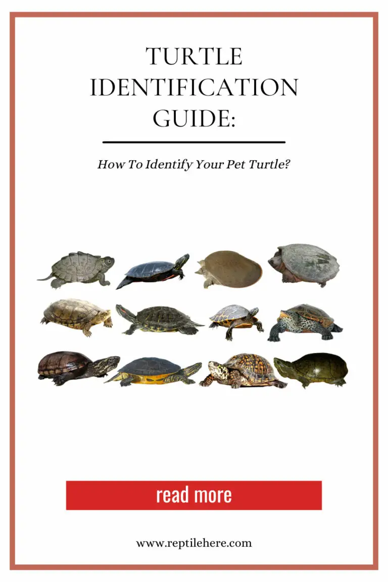 Turtle Identification Guide: How To Identify Your Pet Turtle?