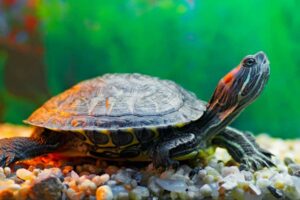 Turtle Identification Guide: How To Identify Your Pet Turtle?