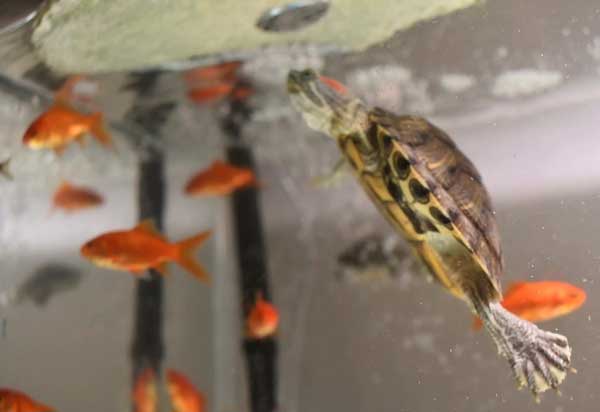 Turtles Won’t Eat Feeder Fish