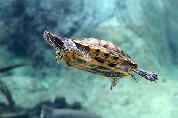 Water is essential for the turtle's survival