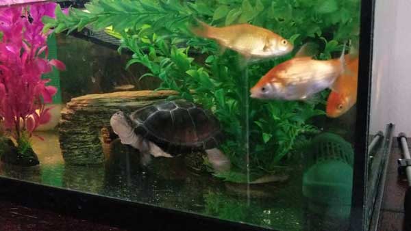 What Are The Risks Of Feeding Feeder Fishes To Turtles