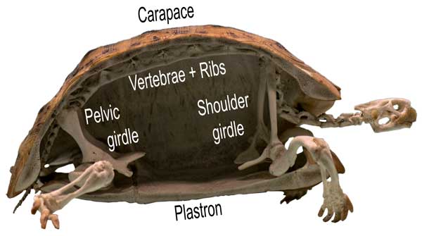 What Are Turtle Shells Made Up Of