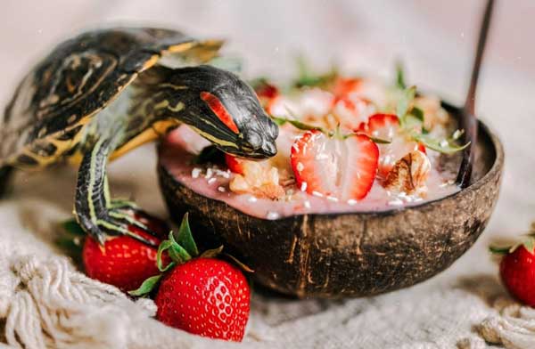 What do red-eared slider turtles eat