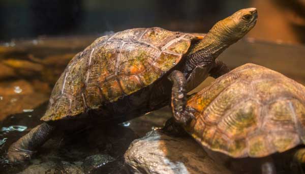 What Does A Japanese Pond Turtle Need In A Tank