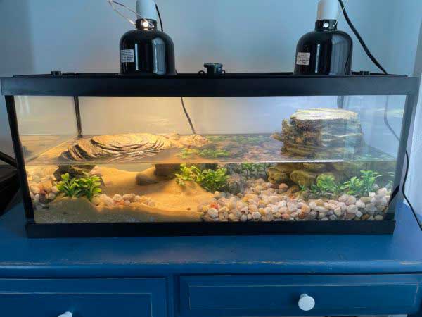 What Does A Yellow Mud Turtle Need In A Tank