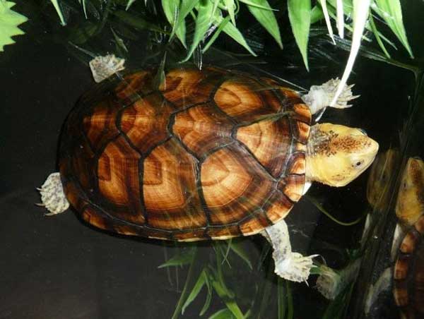 What Does a White Lipped Mud Turtle Need In a Tank