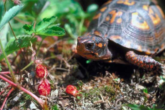 What Plants Are Toxic To Turtles