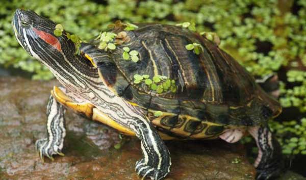What Species of Turtles Can Hide in Their Shells