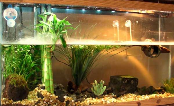 What are the best floating plants for a red-eared slider tank