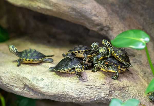 What do baby red-eared slider turtles eat