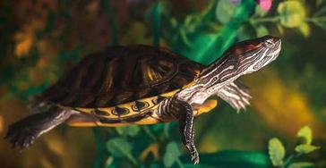 Red Eared Slider Turtle Poop