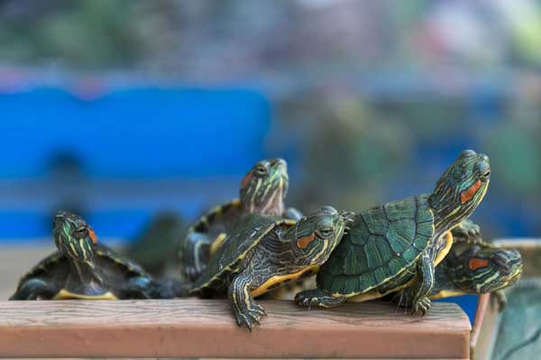 What factors affect your red-eared slider turtle life expectancy