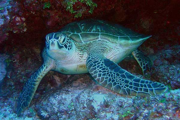 What part of Florida has the most sea turtles
