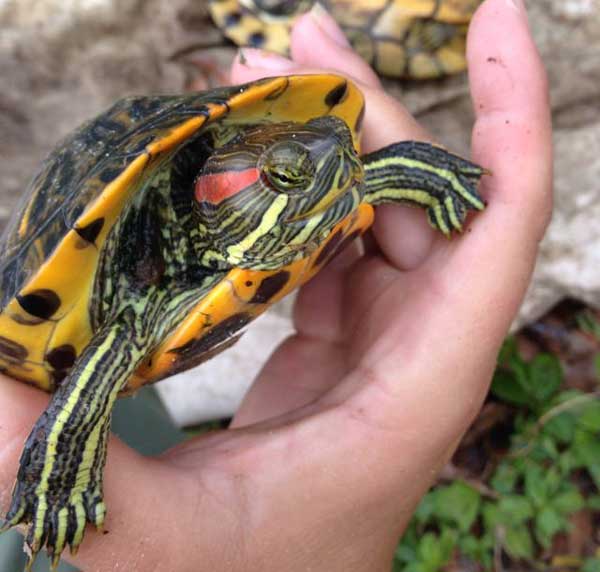 What to do if your male red-eared slider has broken nail