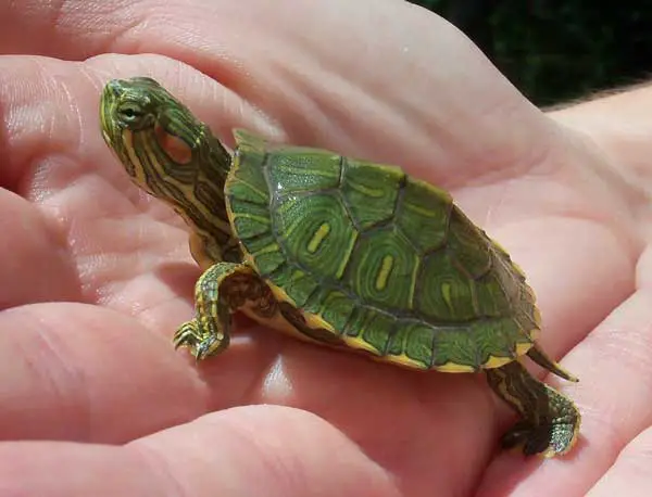 What to feed a baby red-eared slider turtle