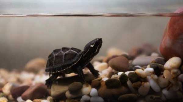 What's the best tank setup for a baby musk turtle