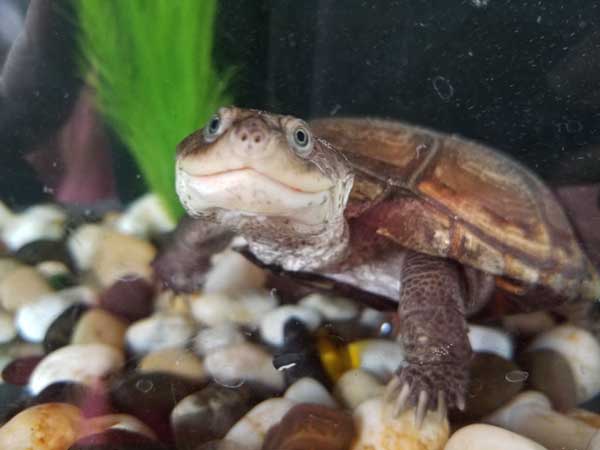 What’s the ideal African Sideneck turtle water depth