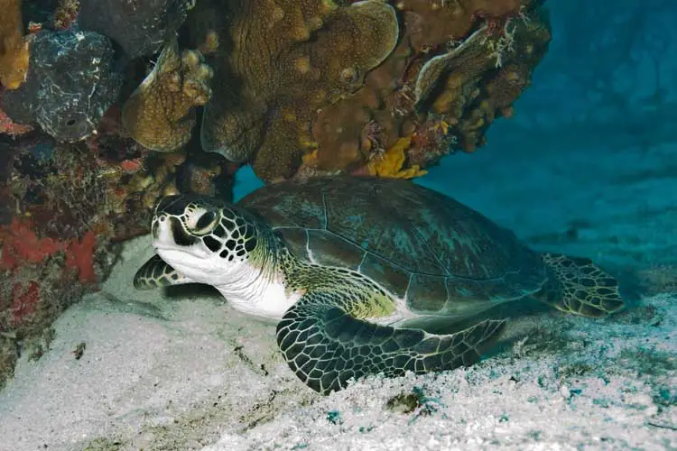 Where to See and Swim with Sea Turtles in Florida (Top 11 Places)