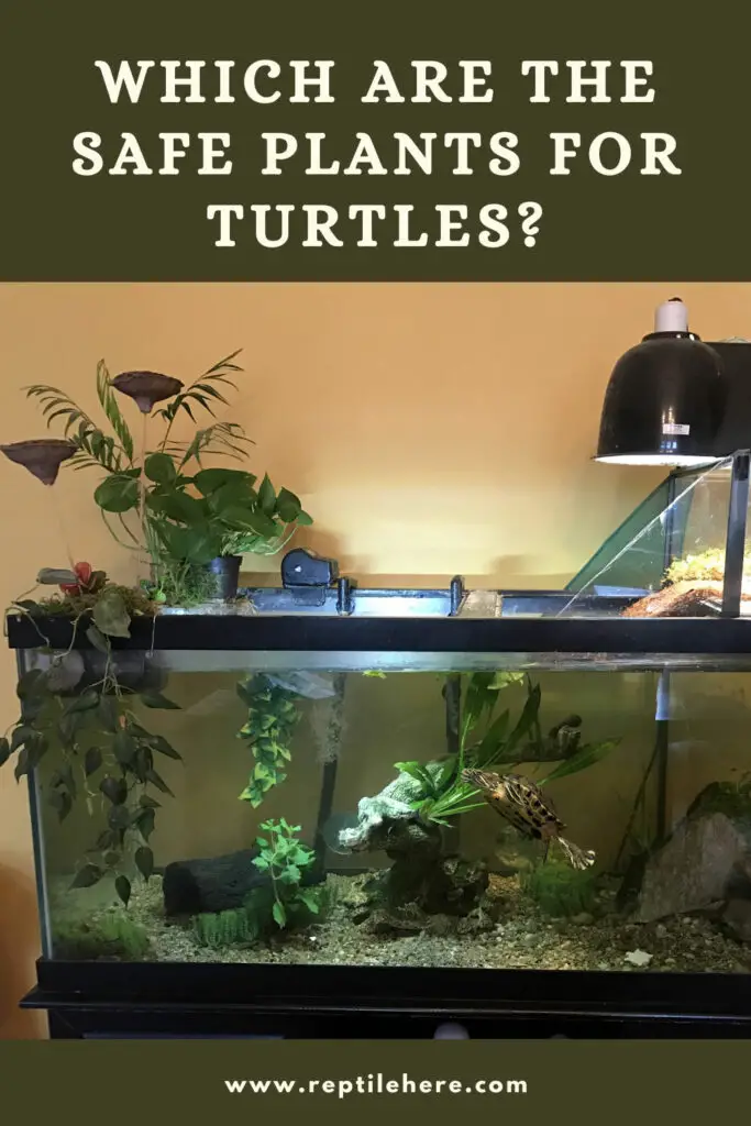 Which Are The Safe Plants For Turtles