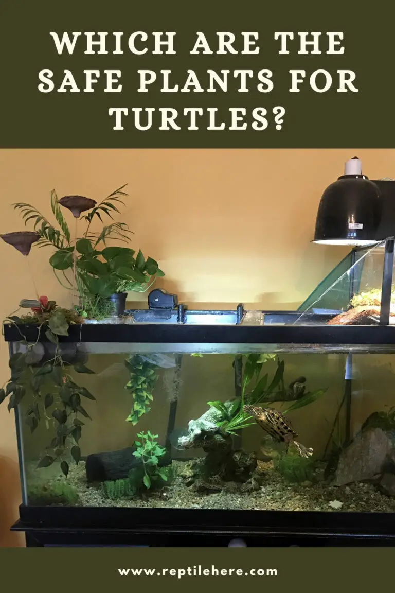 Which Are The Safe Plants For Turtles Everything You Need To Know