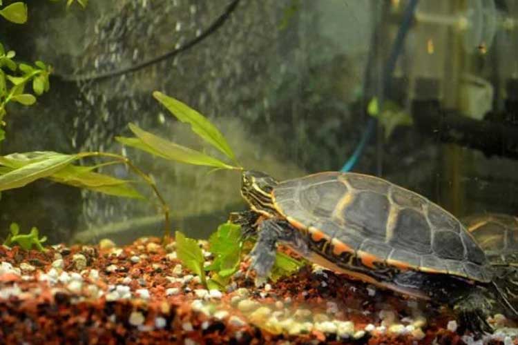 Which Are The Safe Plants For Turtles – Everything You Need To Know