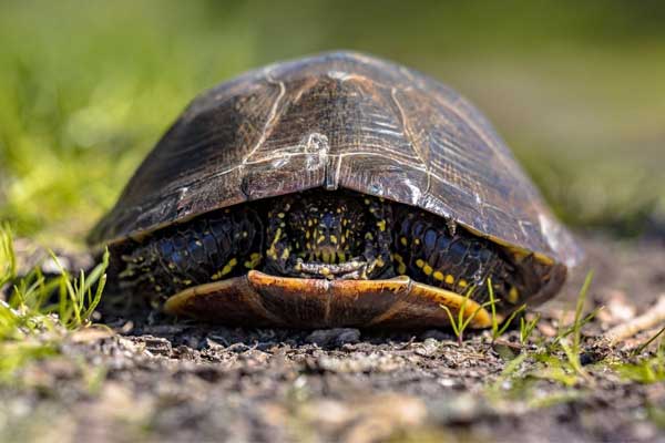 Which Common Species Hide Under Their Shell and Which Don’t