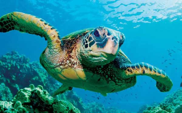 Which Turtle Species Cannot Hide in Their Shells