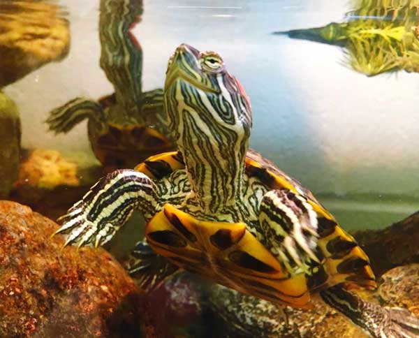 Which plants are toxic to red-eared slider turtles