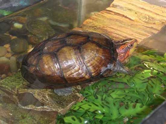 White Lipped Mud Turtle Tank