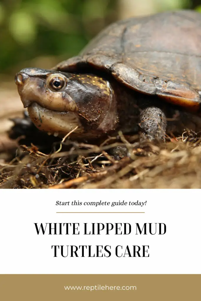 White Lipped Mud Turtles Care