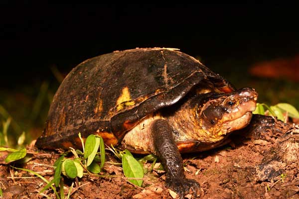 White Lipped Mud Turtles