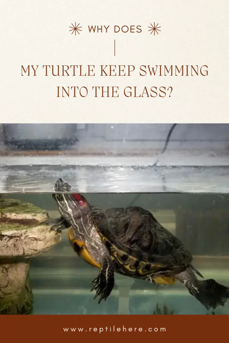 Why Does My Turtle Keep Swimming into the Glass?