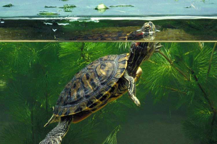 Why Does My Turtle Keep Swimming into the Glass?