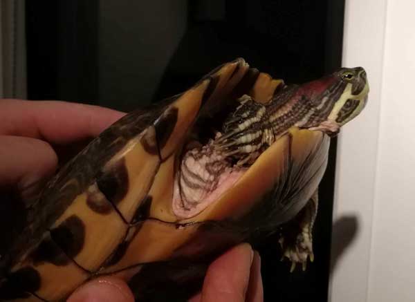 Why does my red-eared turtle skin turn red