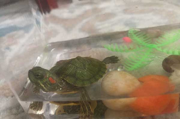Why is your baby red-eared slider not eating