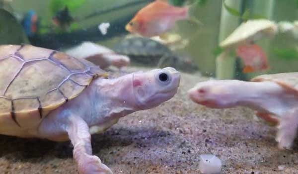 Why is your red-eared slider turning pink in between its claws