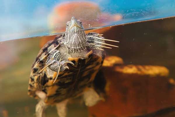 Why shouldn’t you cut your red-eared slider nails