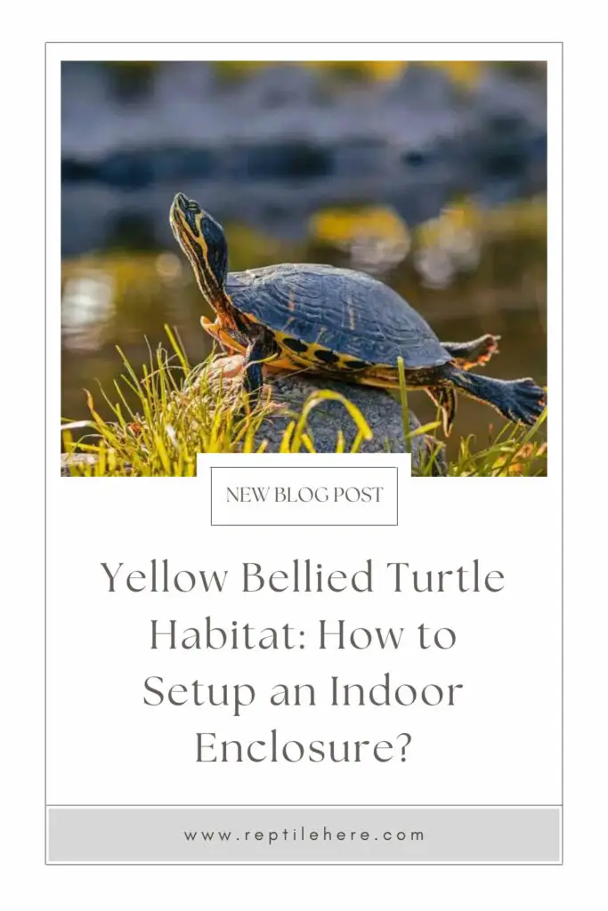 Yellow Bellied Turtle Habitat